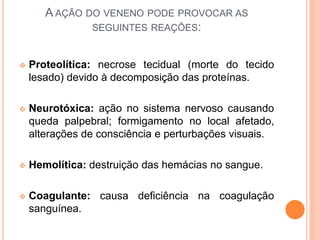 A AÇÃO DO VENENO PODE PROVOCAR AS
SEGUINTES REAÇÕES:
 Proteolítica: necrose tecidual (morte do tecido
lesado) devido à decomposição das proteínas.
 Neurotóxica: ação no sistema nervoso causando
queda palpebral; formigamento no local afetado,
alterações de consciência e perturbações visuais.
 Hemolítica: destruição das hemácias no sangue.
 Coagulante: causa deficiência na coagulação
sanguínea.
 