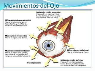Movimientos del Ojo
 