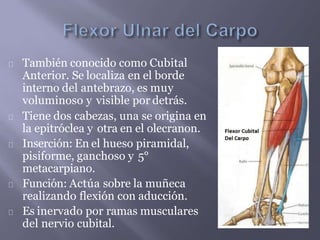 También conocido como Cubital
Anterior. Se localiza en el borde
interno del antebrazo, es muy
voluminoso y visible por detrás.
Tiene dos cabezas, una se origina en
la epitróclea y otra en el olecranon.
Inserción: En el hueso piramidal,
pisiforme, ganchoso y 5°
metacarpiano.
Función: Actúa sobre la muñeca
realizando flexión con aducción.
Es inervado por ramas musculares
del nervio cubital.
 