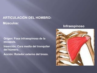 ARTICULACIÓN DEL HOMBRO:
Músculos:
Infraespinoso
Origen: Fosa infraespinosa de la
escapula.
Inserción: Cara media del tronquiter
del húmero.
Acción: Rotador externo del brazo.
 