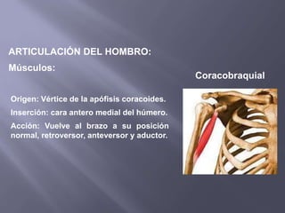 ARTICULACIÓN DEL HOMBRO:
Músculos:
Coracobraquial
Origen: Vértice de la apófisis coracoides.
Inserción: cara antero medial del húmero.
Acción: Vuelve al brazo a su posición
normal, retroversor, anteversor y aductor.
 