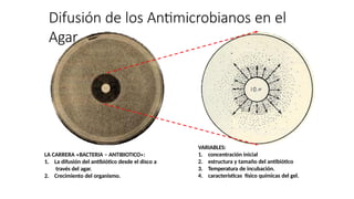 Difusión de los Antimicrobianos en el
Agar
VARIABLES:
1. concentración inicial
2. estructura y tamaño del antibiótico
3. Temperatura de incubación.
4. características físico químicas del gel.
LA CARRERA «BACTERIA – ANTIBIOTICO»:
1. La difusión del antibiótico desde el disco a
través del agar.
2. Crecimiento del organismo.
 