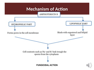 Mechanism of Action
AMPHOTERICIN B
HYDROPHILIC PART LIPOPHILIC PART
Binds with ergosterol and bilipid
layer
Forms pores in the cell membrane
Cell contents such as Na+
and K+
leak trough the
spores from the cytoplasm
FUNGICIDAL ACTION
 