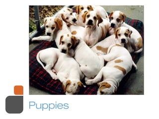 Puppies
 