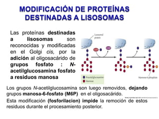 Una Red Trans (TGN)