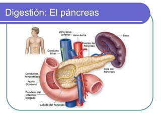 Digestión: El páncreas
 