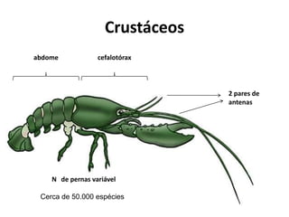 Crustáceos
2 pares de
antenas
cefalotóraxabdome
N de pernas variável
Cerca de 50.000 espécies
 
