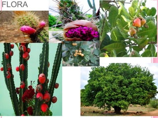 FLORA
 