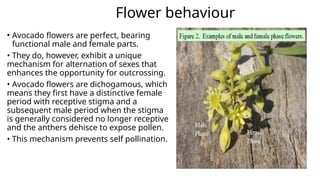 Flower behaviour
• Avocado flowers are perfect, bearing
functional male and female parts.
• They do, however, exhibit a unique
mechanism for alternation of sexes that
enhances the opportunity for outcrossing.
• Avocado flowers are dichogamous, which
means they first have a distinctive female
period with receptive stigma and a
subsequent male period when the stigma
is generally considered no longer receptive
and the anthers dehisce to expose pollen.
• This mechanism prevents self pollination.
 