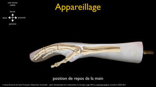 Appareillage
         main droite
           radiale


           dorsal


distal                 proximal


          palmaire




                                                                     position de repos de la main
in Haute Autorité de Santé Française, «Polyarthrite rhumatoïde : aspect thérapeutique hors médicaments et chirurgie», page 240 sur www.has-sante.fr consulté le 20.05.2011
 