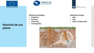 Nutrición de una
planta
Moléculas complejas
• Proteínas.
• Enzimas.
• Vitaminas.
• Aminoácidos.
Moléculas simples
• No3
• Po4
• K2O o K elemental.
 