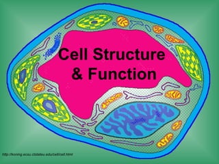 Cell Structure
& Function
http://koning.ecsu.ctstateu.edu/cell/cell.html
 