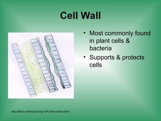 Cell Wall
• Most commonly found
in plant cells &
bacteria
• Supports & protects
cells
http://library.thinkquest.org/12413/structures.html
 