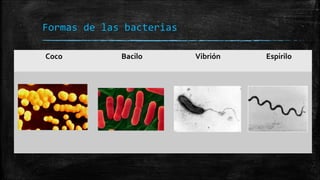 Formas de las bacterias
Coco

Bacilo

Vibrión

Espirilo

 