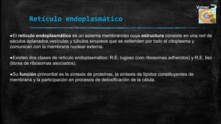 Volver

Retículo endoplasmático
●El retículo endoplasmático es un sistema membranoso cuya estructura consiste en una red de 
sáculos aplanados,vesículas y túbulos sinuosos que se extienden por todo el citoplasma y 
comunican con la membrana nuclear externa.
●Existen dos clases de retículo endoplasmático: R.E. rugoso (con ribosomas adheridos) y R.E. liso 
(libres de ribosomas asociados).
●Su función primordial es la síntesis de proteínas, la síntesis de lípidos constituyentes de 
membrana y la participación en procesos de detoxificación de la célula.

 