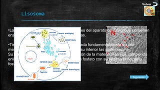 Volver

Lisosoma
•Los lisosomas son vesículas procedentes del aparato de Golgi que contienen
enzimas digestivas como hidrolasas ácidas.
•Tienen una estructura muy sencilla, basada fundamentalmente en una
membrana plasmática que almacena en su interior las proteínas.
Su función consiste en realizar la digestión de la materia orgánica, rompiendo
enlaces fosfoestéricos y liberando grupos fosfato con su enzima principal la
fosfatasa ácida.
Siguiente

 