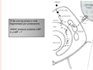  Se une Ag propio o viral
fragmentado por proteosoma
MHC produce proteína LMP -
2 y LMP – 7
 