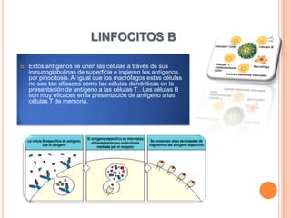LINFOCITOS B
 Estos antígenos se unen las células a través de sus
inmunoglobulinas de superficie e ingieren los antígenos
por pinocitosis. Al igual que los macrófagos estas células
no son tan eficaces como las células dendríticas en la
presentación de antígeno a las células T . Las células B
son muy eficaces en la presentación de antígeno a las
células T de memoria.
 