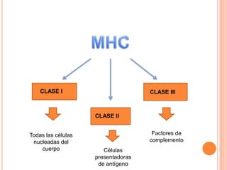 CLASE I
CLASE II
CLASE III
Todas las células
nucleadas del
cuerpo Células
presentadoras
de antígeno
Factores de
complemento
 