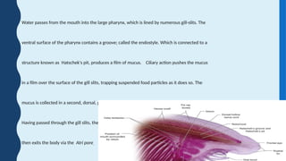 Water passes from the mouth into the large pharynx, which is lined by numerous gill-slits. The
ventral surface of the pharynx contains a groove; called the endostyle. Which is connected to a
structure known as Hatschek's pit, produces a film of mucus. Ciliary action pushes the mucus
in a film over the surface of the gill slits, trapping suspended food particles as it does so. The
mucus is collected in a second, dorsal, groove, and passed back to the rest of the digestive tract.
Having passed through the gill slits, the water enters an atrium surrounding the pharynx, and
then exits the body via the Atri pore.
 