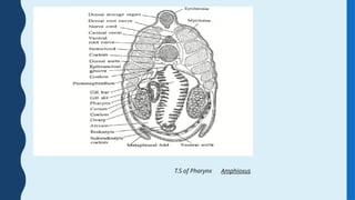 T.S of Pharynx Amphioxus
 
