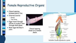 chordata. lectures  from protochordata until mammles  pptx