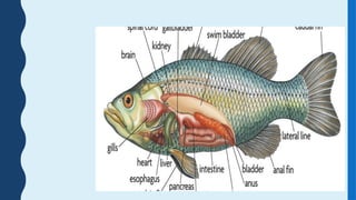 chordata. lectures  from protochordata until mammles  pptx