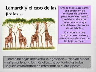 Lamarck y el caso de las
jirafas…
Ante la sequía acuciante,
una población de
antílopes de cuello y
patas normales intentó
cambiar su dieta por
hojas de acacia, que
abundaban en las copas
de los árboles.
Era necesario que
alargaran sus cuellos y
patas para poder alcanzar
las hojas verdes…
… como las hojas accesibles se agotaban… ‘debían crecer
más’ para llegar a las más altas… y, por tanto, las jirafas
‘seguían esforzándose en estirar más su cuello y patas’.
 