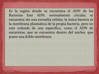  Es la región donde se encuentra el ADN de las

Bacterias Este ADN, normalmente circular, se
encuentra sin una envuelta celular, la única barrera es
la membrana plasmática de la propia bacteria, pero no
está rodeada de una específica, como el ADN de
eucariotas, que se encuentra dentro del núcleo, que
posee una doble membrana.

 
