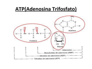 ATP(Adenosina Trifosfato) 
 