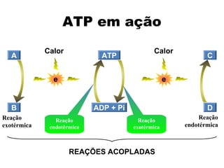 A 
ATP 
Calor 
B ADP + Pi 
Reação 
endotérmica 
Calor 
Reação 
exotérmica 
Reação 
exotérmica 
C 
D 
e 
e 
REAÇÕES ACOPLADAS 
Reação 
exotérmica 
Reação 
endotérmica 
ATP em ação 
 