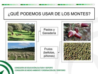 ¿QUÉ PODEMOS USAR DE LOS MONTES?
Frutos
(bellotas,
piñones)
Pastos y
Ganadería
 