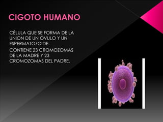 CÉLULA QUE SE FORMA DE LA
UNION DE UN ÓVULO Y UN
ESPERMATOZOIDE.
CONTIENE 23 CROMOZOMAS
DE LA MADRE Y 23
CROMOZOMAS DEL PADRE.
 