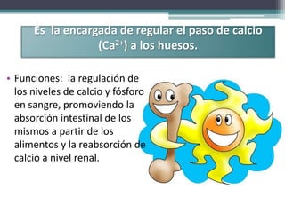 • Funciones: la regulación de
los niveles de calcio y fósforo
en sangre, promoviendo la
absorción intestinal de los
mismos a partir de los
alimentos y la reabsorción de
calcio a nivel renal.
Es la encargada de regular el paso de calcio
(Ca2+) a los huesos.
 