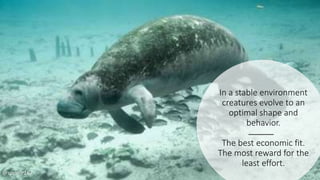 In a stable environment
creatures evolve to an
optimal shape and
behavior.
The best economic fit.
The most reward for the
least effort.
@spoole167
 