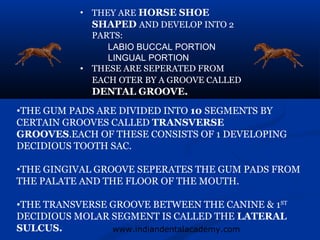 • THEY ARE HORSE SHOE
             SHAPED AND DEVELOP INTO 2
             PARTS:
                LABIO BUCCAL PORTION
                LINGUAL PORTION
           • THESE ARE SEPERATED FROM
             EACH OTER BY A GROOVE CALLED
             DENTAL GROOVE.
•THE GUM PADS ARE DIVIDED INTO 10 SEGMENTS BY
CERTAIN GROOVES CALLED TRANSVERSE
GROOVES.EACH OF THESE CONSISTS OF 1 DEVELOPING
DECIDIOUS TOOTH SAC.

•THE GINGIVAL GROOVE SEPERATES THE GUM PADS FROM
THE PALATE AND THE FLOOR OF THE MOUTH.

•THE TRANSVERSE GROOVE BETWEEN THE CANINE & 1ST
DECIDIOUS MOLAR SEGMENT IS CALLED THE LATERAL
SULCUS.         www.indiandentalacademy.com
 