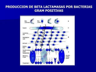 PRODUCCION DE BETA LACTAMASAS POR BACTERIAS
GRAM POSITIVAS
 