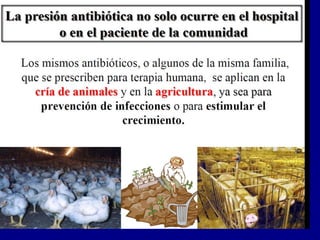 DIAGNOSTICO BACTERIOLOGICO 2024bbbbbb.pdf