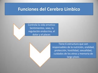 Funciones del Cerebro Límbico


    Controla la vida emotiva:
     Sentimientos, sexo, la
    regulación endocrina, el
       dolor y el placer.


                               Tiene 6 estructura que son
                          responsables de la nutrición, oralidad,
                            protección, hostilidad, sexualidad,
                           cuidados de los otros y memoria de
                                       largo plazo.
 