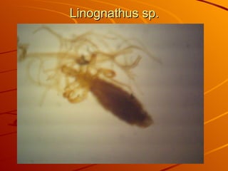 Linognathus sp. 