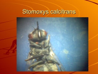 Stomoxys calcitrans 
