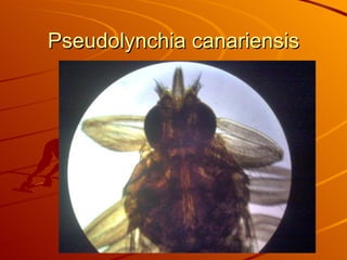 Pseudolynchia canariensis 