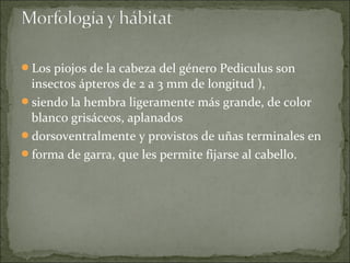 Los piojos de la cabeza del género Pediculus son
insectos ápteros de 2 a 3 mm de longitud ),
siendo la hembra ligeramente más grande, de color
blanco grisáceos, aplanados
dorsoventralmente y provistos de uñas terminales en
forma de garra, que les permite fijarse al cabello.
 