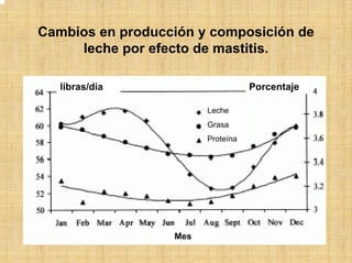 Cambios en producción y composición de
leche por efecto de mastitis.
Leche
Grasa
Proteína
libras/día Porcentaje
Mes
 