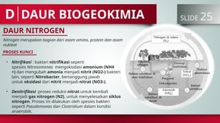 DAUR BIOGEOKIMIA SLIDE 25
D
DAUR NITROGEN
PROSES KUNCI
Nitrogen merupakan bagian dari asam amino, protein dan asam
nukleat
• Nitrifikasi : bakteri nitrifikasi seperti
spesies Nitrosomonas mengoksidasi amonium (NH4
+) dan mengubah amonia menjadi nitrit (NO2-) bakteri
lain, seperti Nitrobacter, bertanggung jawab
untuk oksidasi dari nitrit menjadi nitrat (NO3-).
• Denitrifikasi :proses reduksi nitrat untuk kembali
menjadi gas nitrogen (N2), untuk menyelesaikan siklus
nitrogen. Proses ini dilakukan oleh spesies bakteri
seperti Pseudomonas dan Clostridium dalam kondisi
anaerobik.
 