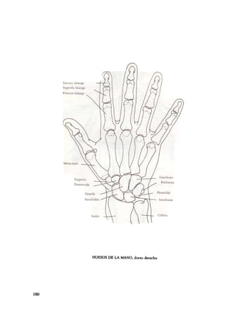 HUESOS DE LA MANO, dorso derecho




180
 