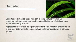 Humedad
Es un factor climático que actúa con la temperatura y la luz. La
humedad es importante por su efecto en el índice de pérdida de agua
en los animales y plantas.
Representa la cantidad de agua que en forma de vapor se encuentra en
el aire y es determinante ya que influye en la temperatura y el clima en
general.
 