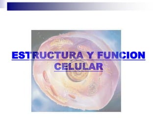 ESTRUCTURA Y FUNCION
CELULAR
 