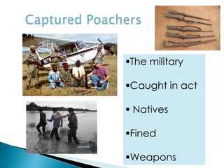The military

Caught in act

 Natives

Fined

Weapons
 
