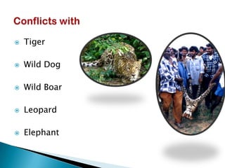    Tiger

   Wild Dog

   Wild Boar

   Leopard

   Elephant
 